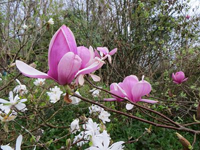 magnolia soulangeana susan