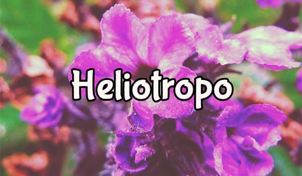 Heliotropo