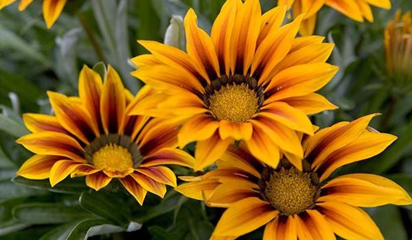 Flores que se abren con el sol