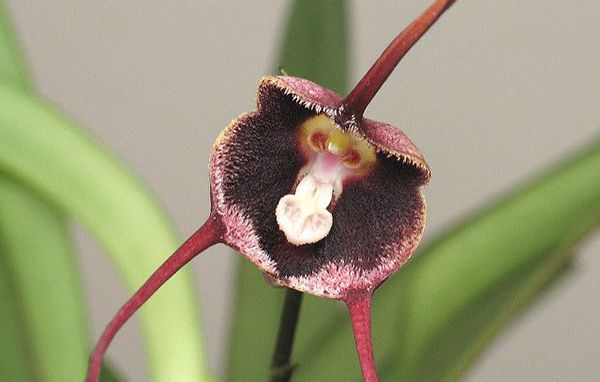 Orquídea Drácula simia