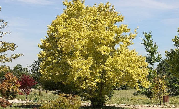 Acer saccharinum Pyramidale
