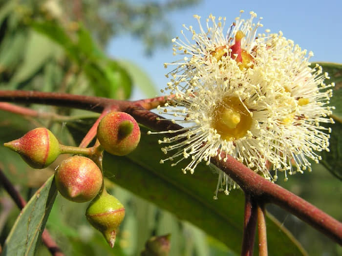 eucalipto rojo - Eucalyptus camaldulensis