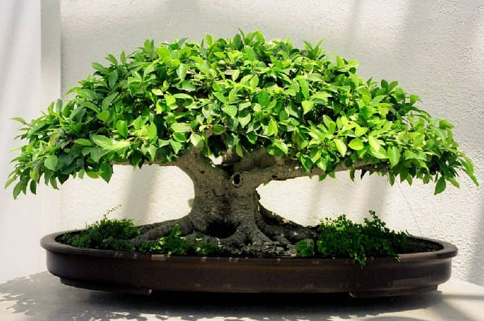higuera china - Ficus retusa